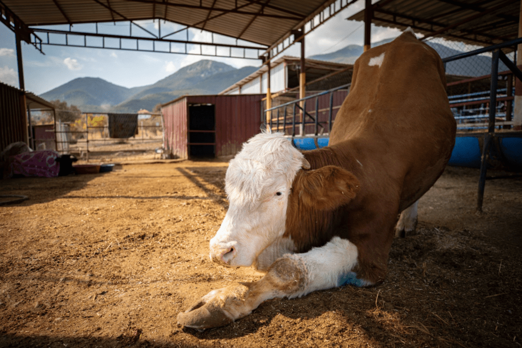 Angels Farm Sanctuary’de Kurtarılmış Hayvanlar İçin Yeni Bir&nbsp;Yaşam
