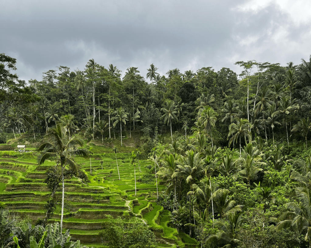 Bali seyahat rehberi ubud