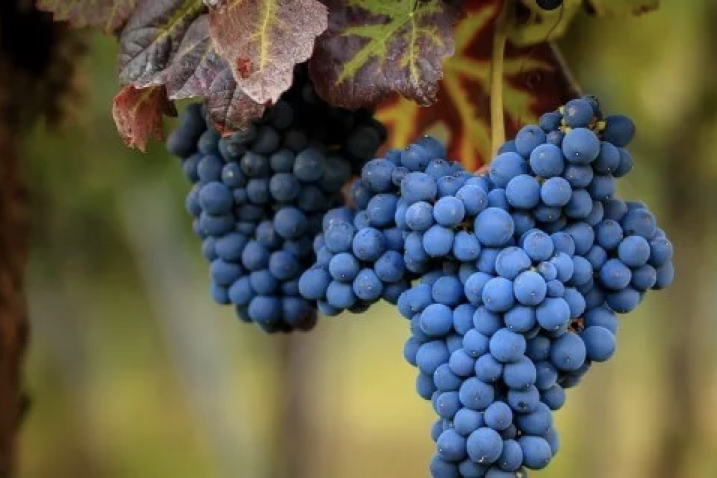 şarap rehberi, üzüm çeşitleri, hangi şarap hangi yemekle gider, syrah, shiraz, şiraz, şarap vegan mıdır, vegan şaraplar