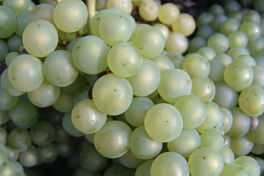 şarap rehberi, üzüm çeşitleri, hangi şarap hangi yemekle gider, chardonnay, şarap vegan mıdır, vegan şaraplar