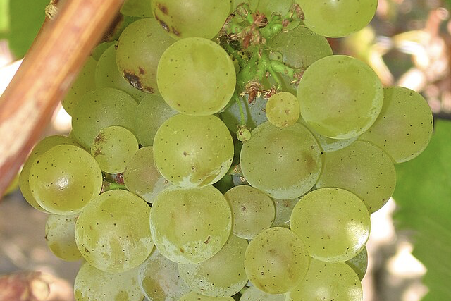 şarap rehberi, üzüm çeşitleri, hangi şarap hangi yemekle gider, sauvignon blanc, şarap vegan mıdır, vegan şaraplar