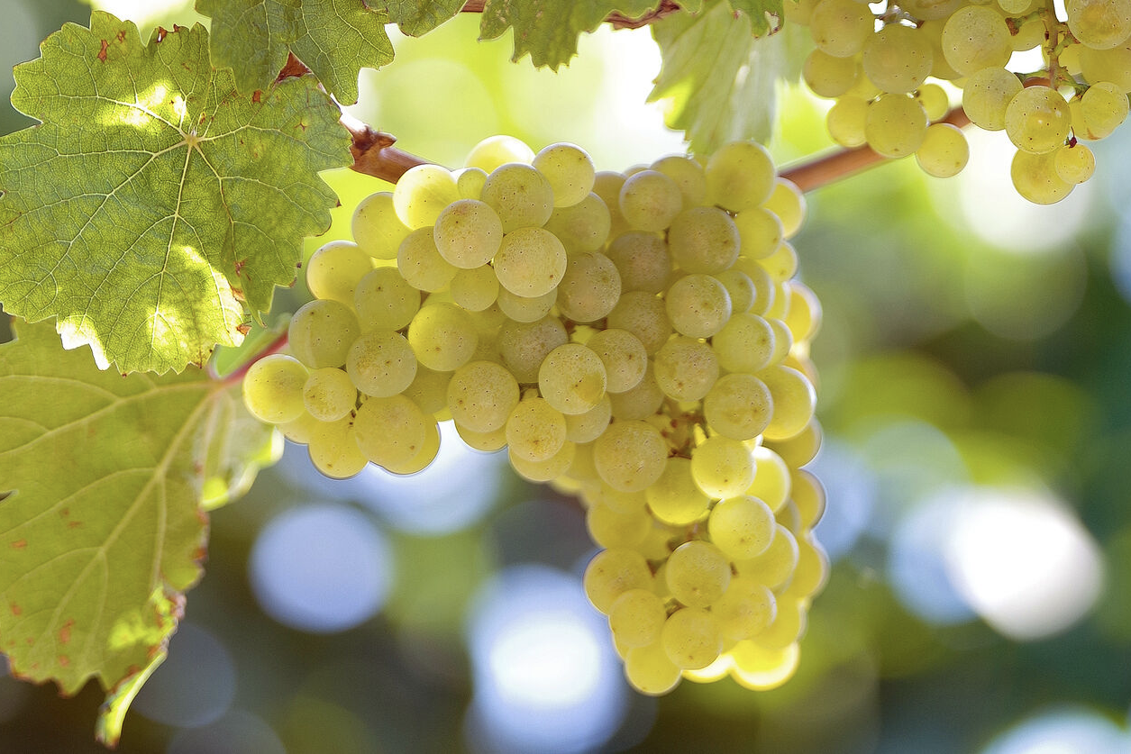 şarap rehberi, üzüm çeşitleri, hangi şarap hangi yemekle gider, riesling, şarap vegan mıdır, vegan şaraplar