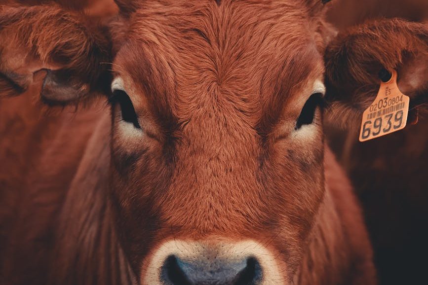 neden vegan süt sektörü