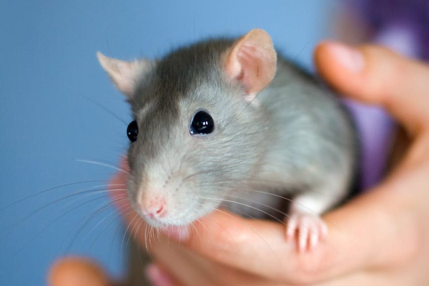 Ben Kimim?: Türler Arası Empati Üzerine Bir&nbsp;Davet