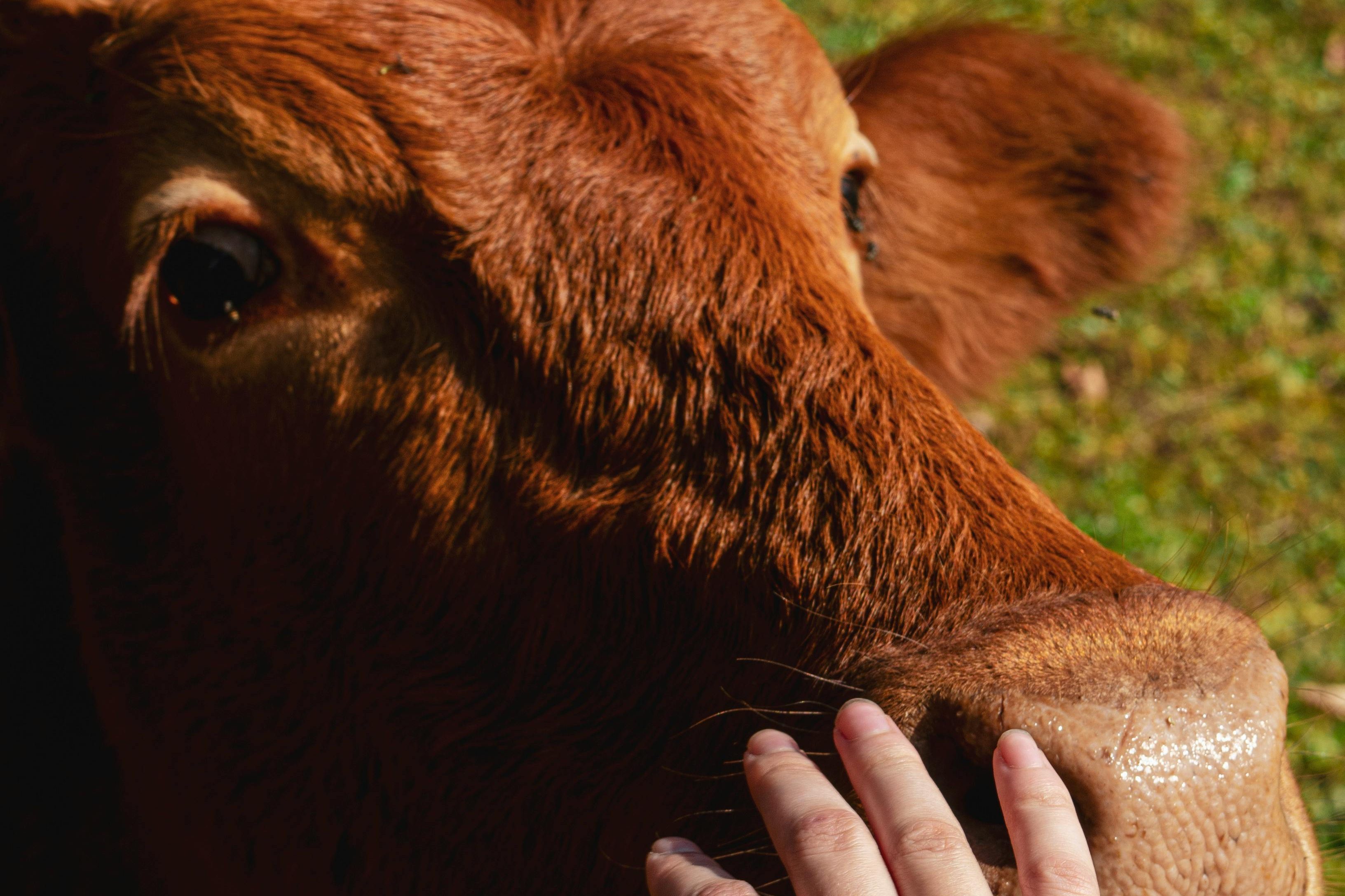 veganlık herkes için uygun mu