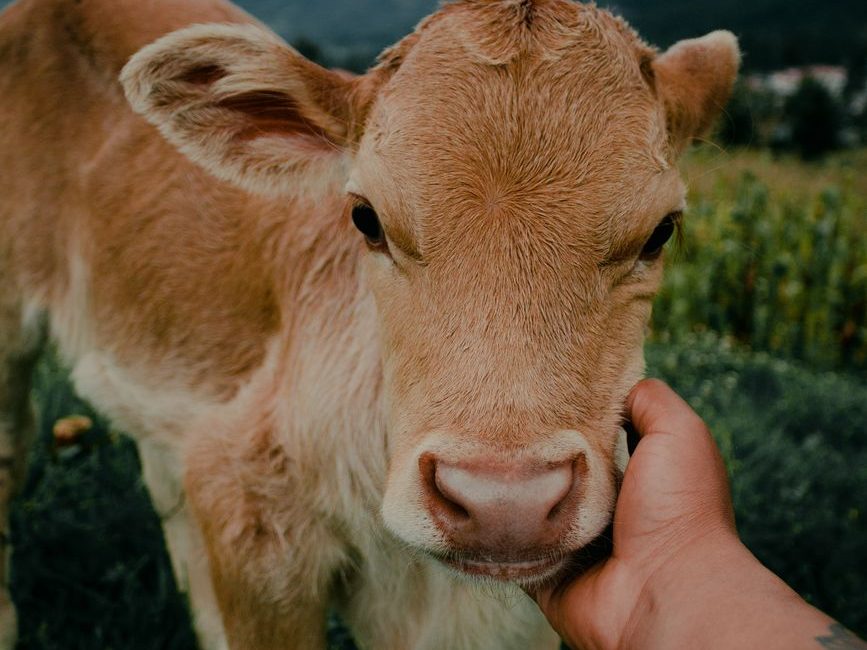 Vegan Olmadan Önce İnandığım 9 Argüman (Ve&nbsp;Doğruları)